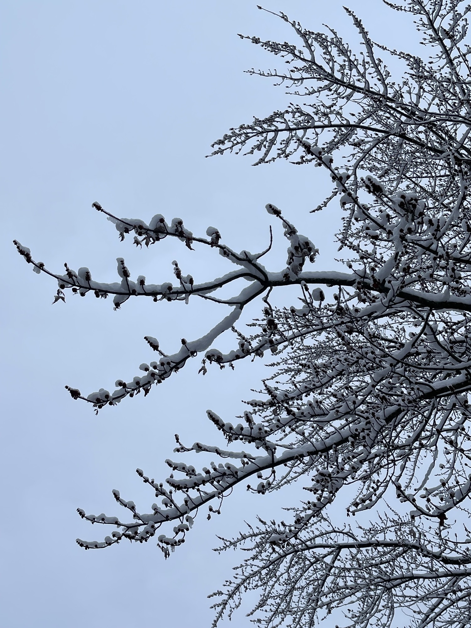 Snow-covered branches of a maple tree against a blue-gray sky.