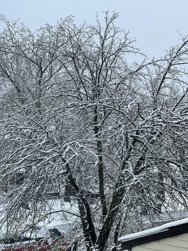 Dark brown tree with no leaves, each branch and twig covered in white snow, a pale blue sky barely visible in the background.