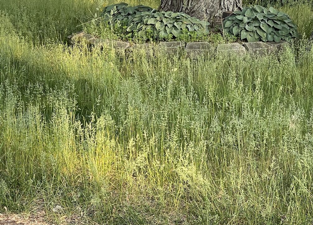 Un-mowed lawn, a pale, dry green in color, ample clusters of seeds visible at the head of many of the tall stalks. The trunk of a large tree is visible in the background, ringed with stone.