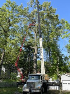 A tree crew with a large crane is in the process of removing an oak tree. Currently many of its limbs have been cut away but the main trunk, thirty or forty feet tall, still remains.